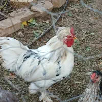 خروس سلطان لهستانی کاملا تزئینی