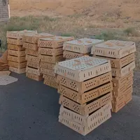 جوجه گوشتی، جوجه گوشتی راس 308، مرغ گوشتی|حیوانات مزرعه|اصفهان, باغ فردوس|دیوار