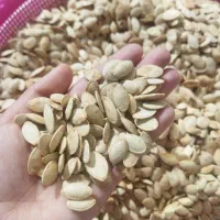 تخمه زیر قیمت