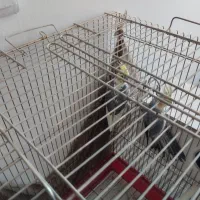 عروس هلندی نرو ماده