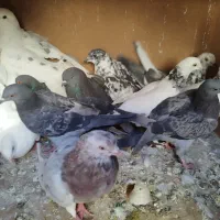 کبوتر یه جایی و تکی|پرنده|قم, چهار مردان|دیوار