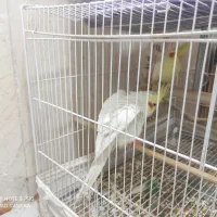 دو تا عروس و چهار تا فنچ