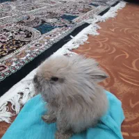 خرگوش لپ و عروسکی