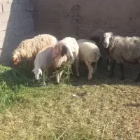 بره ها فروشی