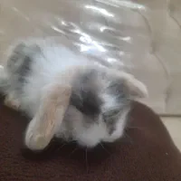 بچه خرگوش لوپ