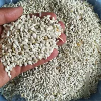 بذر گلرنگ بوجاری شده