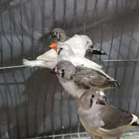 فنچ با جوجه