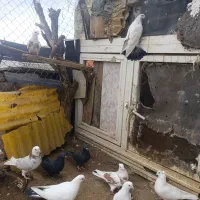 12 کبوتر  فروش