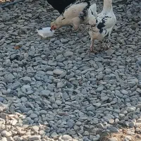 تخم گلین از مولدهای با کیفیت|حیوانات مزرعه|انبارآلوم, |دیوار