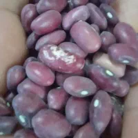 برنج لنجان وحبوبات|خوردنی و آشامیدنی|ایذه, |دیوار