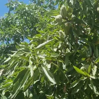 باغ دنج|فروش زمین و ملک کلنگی|اصفهان, نقش جهان|دیوار