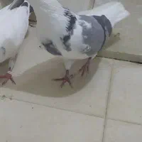 کفتر|پرنده|تهران, مظاهری|دیوار