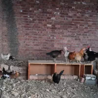مرغ خروس جوجه