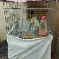 عروس هلندی|پرنده|محمدشهر, شهرک پیام (مهرالبرز)|دیوار