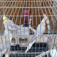 سه تا عروس هلندی دوتا نر و یک ماده