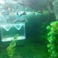 بچه گوپی 10 تا