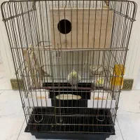 عروس هلندی مولد|پرنده|ری, فیروزآبادی|دیوار