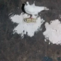 پرشی|پرنده|خرم‌آباد, |دیوار