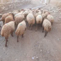 گوسفند میش بره|حیوانات مزرعه|بیستون, |دیوار