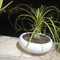 بنسای لیندا