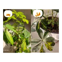 قرص کودارگانیک