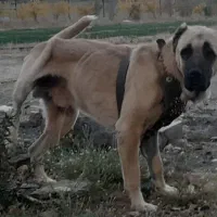 واگذاری سگ گله