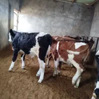 11راس سیمیتال قرمز درجه یک