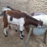 بزغاله نر و ماده