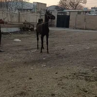 کره نریان ۶ماهه