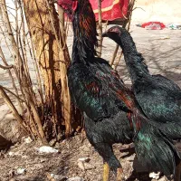 تخم مرغ لاری اصل اوشامو