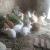 خرگوش لوپ جرسی جفتی 500تومان