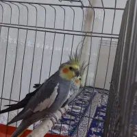 دوتاعروس هلندی نروماده