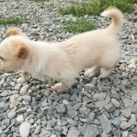 پاکوتاه ماده