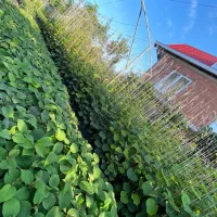 نهال کیوی پایه قوی اصلاح شده خونی سبز طلایی|خدمات باغبانی و درختکاری|آستارا, |دیوار