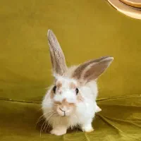 خرگوش نیمه لوپ