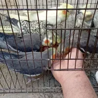 عروس هلندی