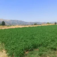 زمین دشت لنج آباد169متری