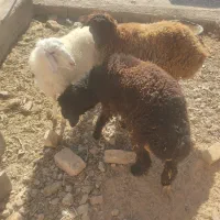 سه عدد بره مال جنس یک نر ودوماده|حیوانات مزرعه|قائن, |دیوار