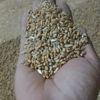 گندم بذرجی5