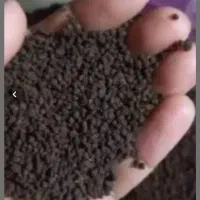 چای کلکته کله مورچی هر کیلو ۲۰۰