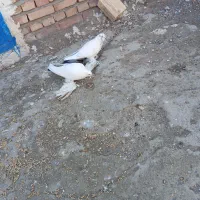 کبوتر گوی قوریوخ