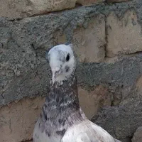 کبوتر