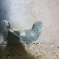 دوعدد کفتر مصری|پرنده|بم, |دیوار