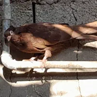 ۲/۰۰۰/۰۰۰|پرنده|بندر گناوه, |دیوار