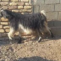 کهره چاق بز آبستن|حیوانات مزرعه|مرودشت, پشت سایپا|دیوار