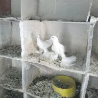 اویناخ لوطی|پرنده|اهر, |دیوار