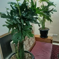 گل بابا آدم
