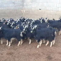 ۲۳ راس بزغاله ماده خلج،بز،میش،بره