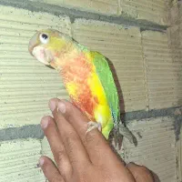 گرینچیک دستی معاوضه