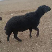 قوچ میش بز بره|حیوانات مزرعه|عسگران, |دیوار